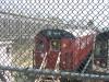 R26 7771